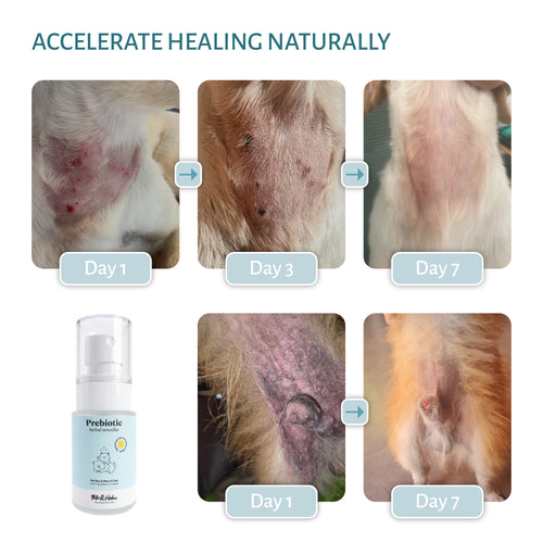 Herbal Remedies – Skin Barrier Support for Dogs & Cats (30ML)